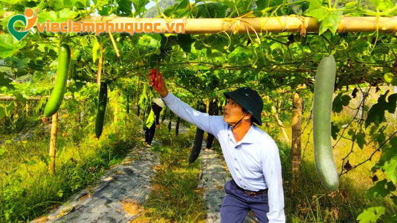 Việc làm nông nghiệp Phú Quốc