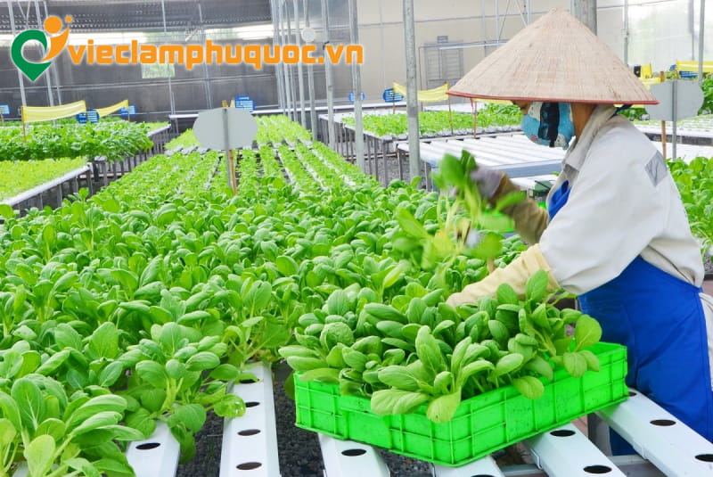 Nhân viên nông trại sinh thái